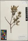 Foto von Salix maccalliana Rowlee